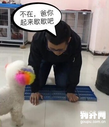 夜歸男主因罰跪而哭泣，狗狗叼來紙巾幫擦拭，好貼心
