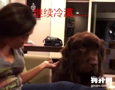 狗狗和主人生氣冷戰，全程冷漠臉，一個道歉就讓它立馬破功