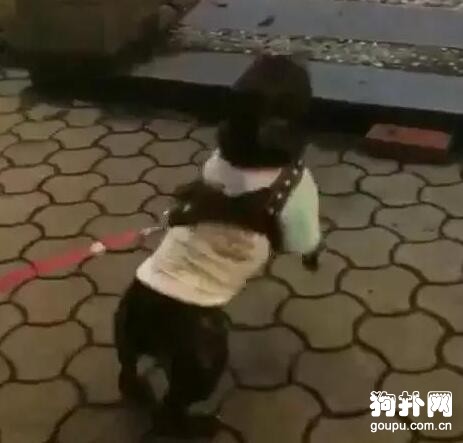 和朋友打賭測試狗狗的忠誠度，狗狗的表現沒讓人失望