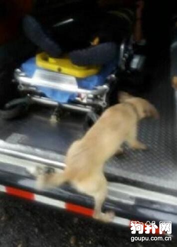 主人突然在路上暈倒，忠犬飛奔至醫院求救，患難見真情