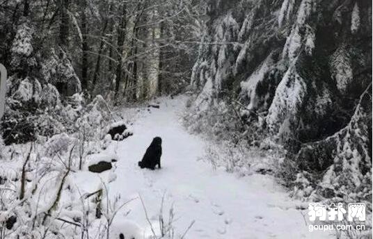 網友登山遇見一只黑汪，看見狗牌時笑噴了……