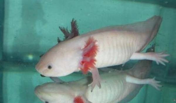 六角龍魚吃什么