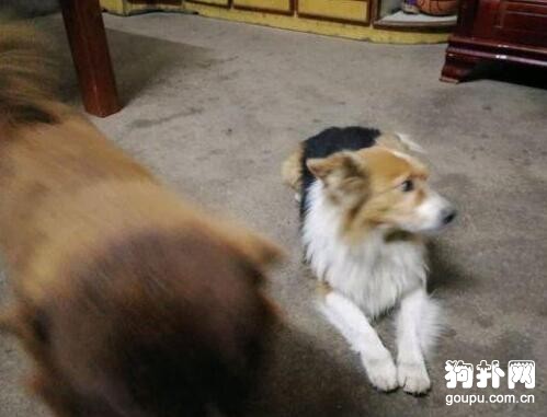 出去遛狗，回來卻多了一只，賺了賺了