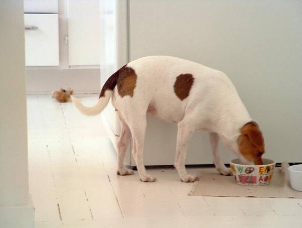 狗糧怎么喂幼犬