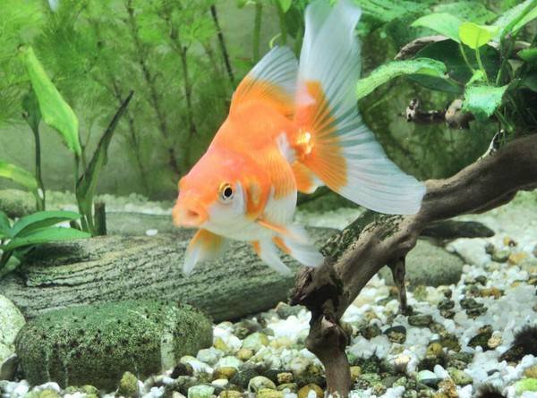 金魚掉鱗是怎么回事