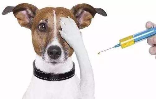 狗什么時候打疫苗