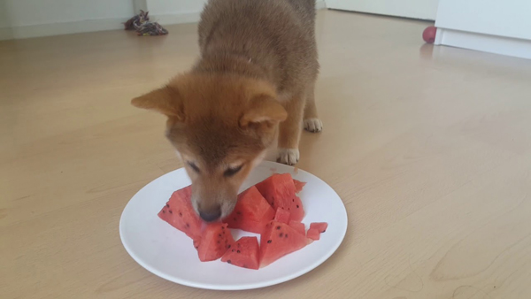 柴犬除了狗糧吃什么好