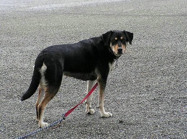 狗狗眼白發紅