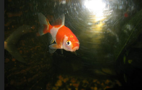 金魚好養嗎
