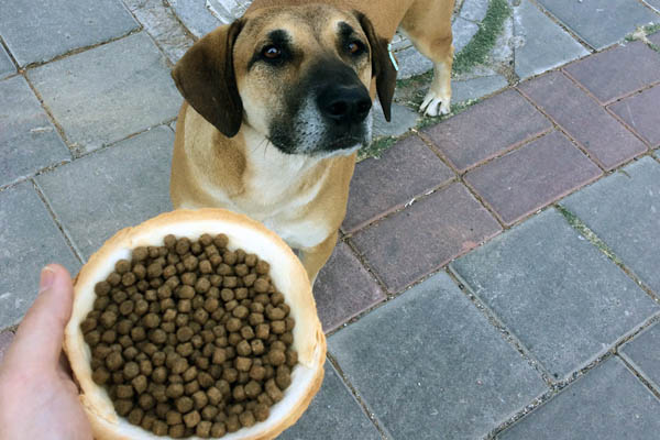 狗為什么不吃狗糧