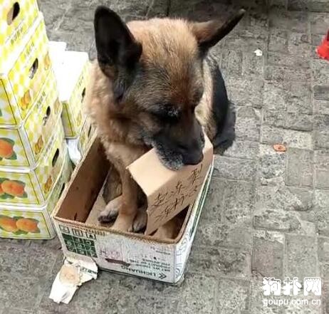 老狗一把年紀了還跟著主人出攤，起早貪黑討生活