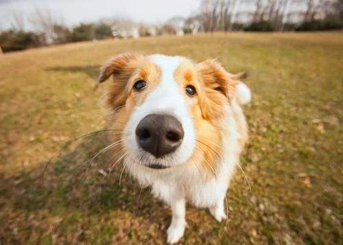 狗怕什么氣味