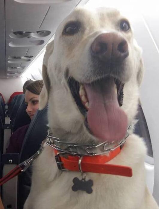 航空公司改規則讓火災落難寵物跟主人一同登機!