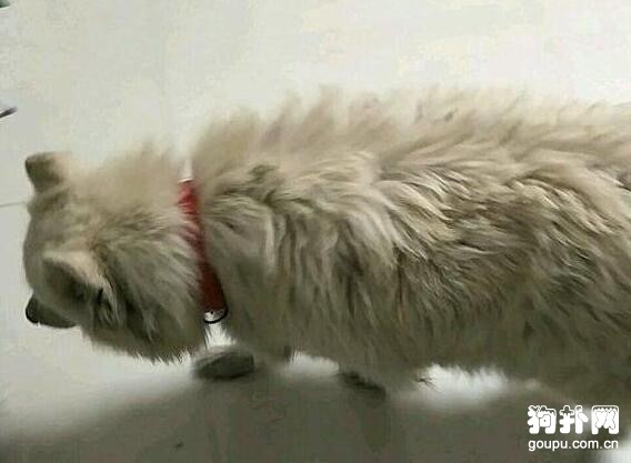 流浪狗變名犬，大家都說我賺大了，可我不在乎！