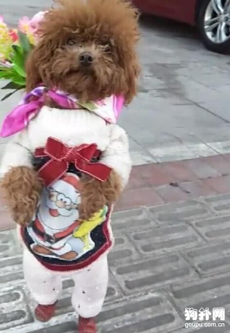 賣花的小泰迪，生活不易，狗子都要自力更生了！