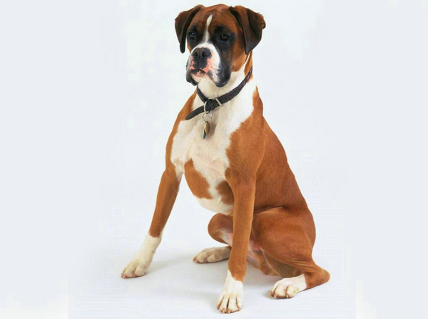 狗狗每年都要打狂犬疫苗嗎