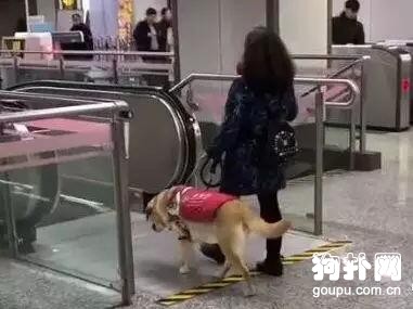 導盲犬帶主人乘坐地鐵，竟走向了逆行電梯………