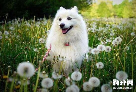 流浪狗變名犬，大家都說我賺大了，可我不在乎！