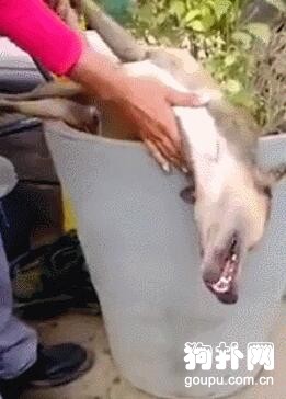 讓狗子看個家，它卻睡得昏天黑地，叫都叫不醒！