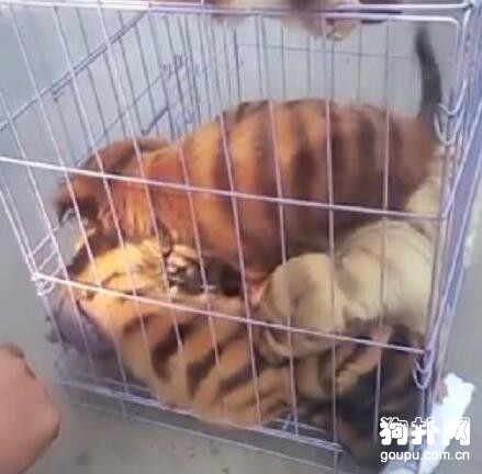 狗販將土狗染色冒充老虎狗，太缺德了