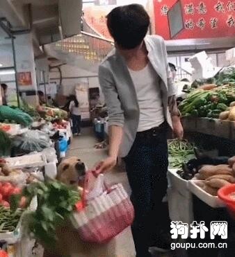 主人買菜，讓狗狗提菜籃，不怕給它累壞嗎
