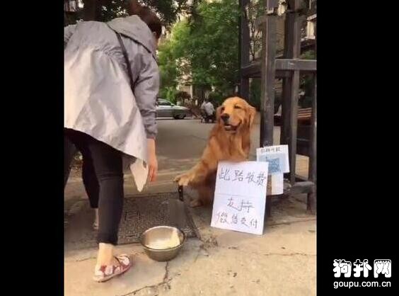 狗狗手提菜刀攔路收費，主人的買房有希望了！
