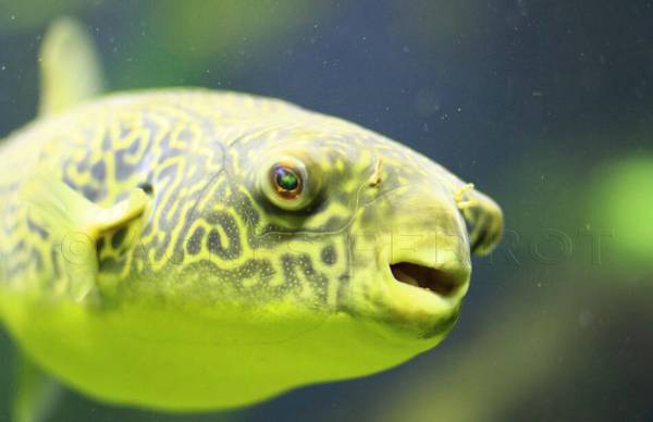 地圖魚吃什么