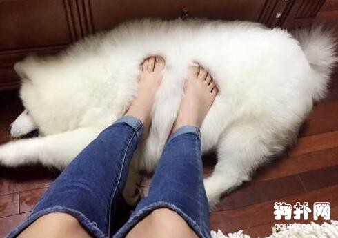 流浪狗變名犬，大家都說我賺大了，可我不在乎！