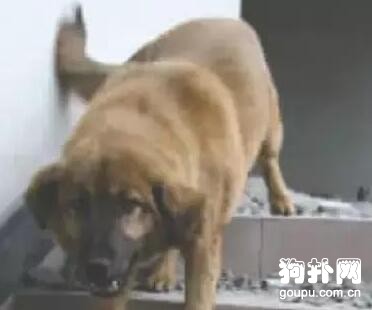 流浪狗不忘施飯之恩，危急關頭救下恩人