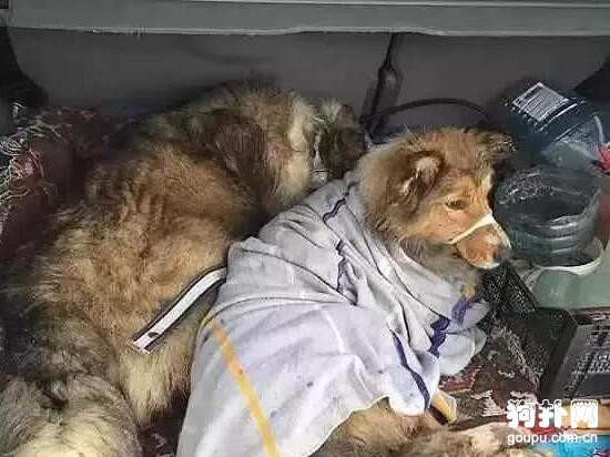 寒冬臘月，狗狗卻被迫游蕩在鐵軌上，主人你可長點心吧