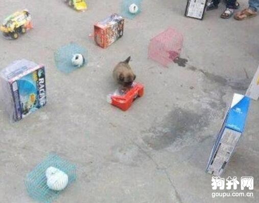 玩套圈套狗被坑幾百塊，老板于心不忍，把狗送給我