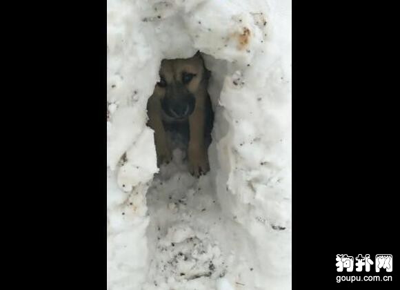 小狗刨了個雪洞當窩，這樣的生活環境，讓人看了想哭