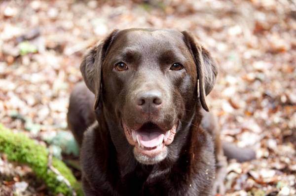 拉布拉多犬訓練方法