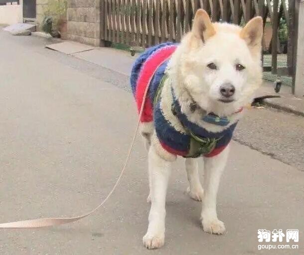 鏟屎官松掉狗繩才幾分鐘，狗子就演了一出苦情戲