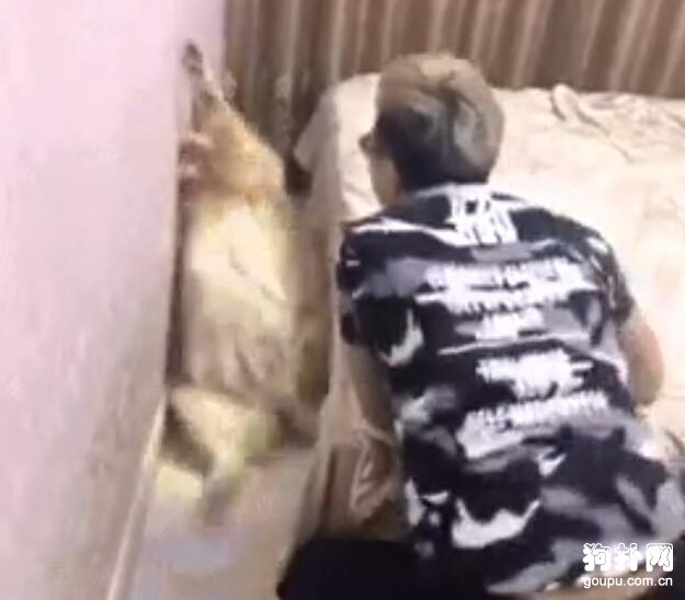 主人”失戀”，狗狗好心安慰卻被捉弄，心疼狗狗！