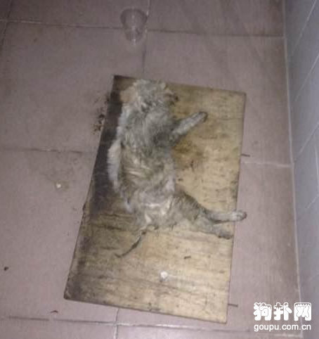 殘疾狗也是一條生命，我做不到視而不見