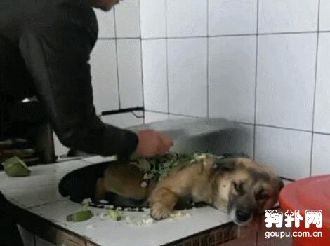 主人把狗狗丟進大鐵鍋，是燉還是煮？這是個問題