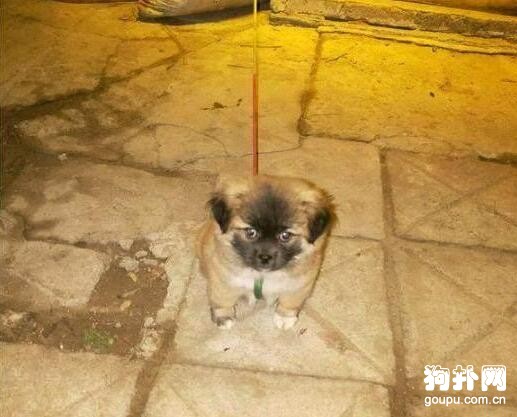 撿的狗狗怎么都養不大，愁死我了