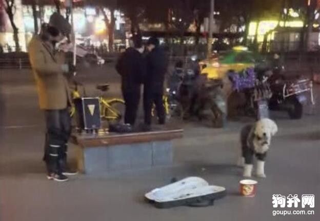 帶狗狗街頭賣藝被愛狗人士狂噴，到底有什么問題？
