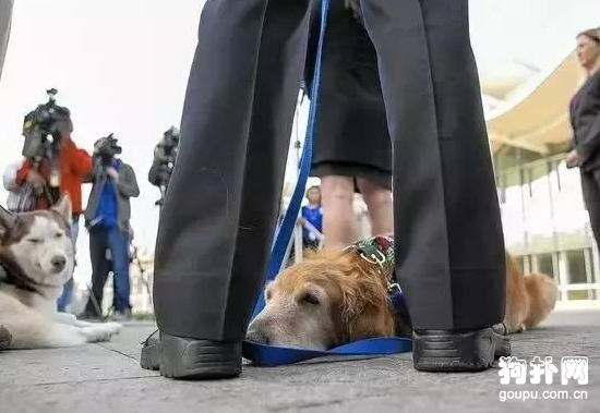 狗狗患病后被拋棄，主人考慮過它的感受嗎