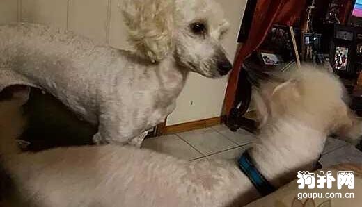 相親相愛的純白狗狗夫妻，母犬卻生下一窩黑狗，發生了什么？