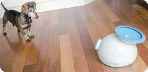 讓狗主人贊嘆不已的十大狗狗商品