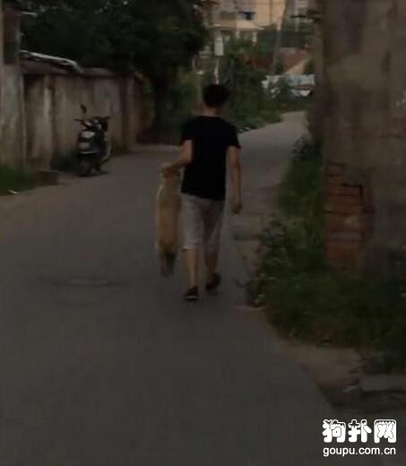 狗狗貪玩不回家，主人苦勸無果，只好拎著走