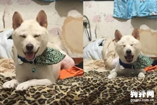 狗狗接受不了自己的新造型，對鏡狂嚎~~