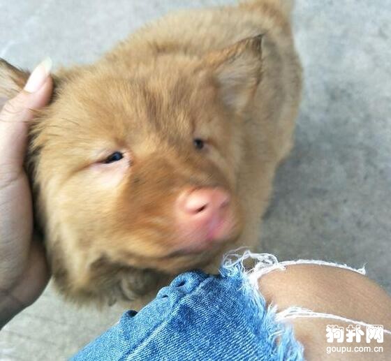 流浪狗每天準時來吃飯，吃完就走，發生這件事它終于肯留下了