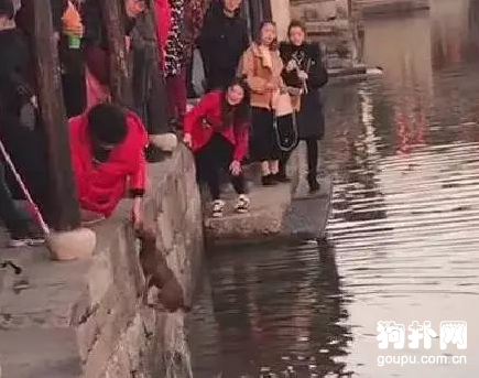 古鎮寵物狗不慎落水，18歲少年果斷出手相救!