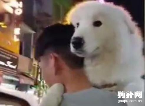 薩摩耶被主人抱在懷里逛街，真像個被寵壞的孩子！