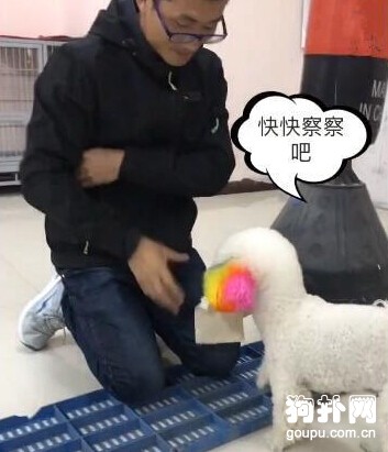 夜歸男主因罰跪而哭泣，狗狗叼來紙巾幫擦拭，好貼心