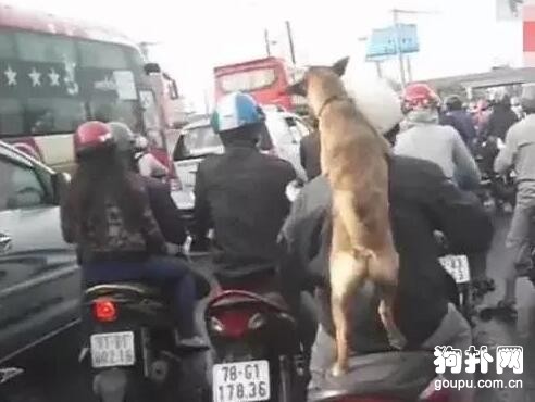 車子要啟動，主人拍了下后座的狗狗，它馬上起立抱緊，太萌了！
