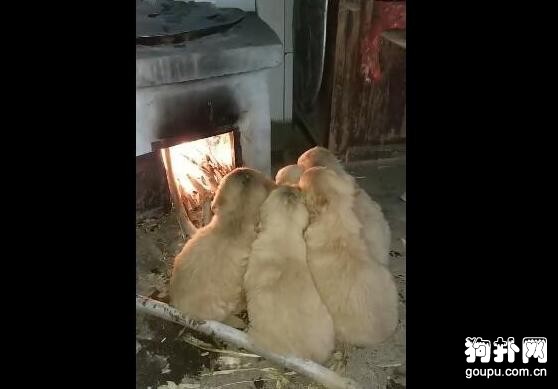 五只狗狗擠在土灶下烤火，看著好危險啊，大家覺得呢？